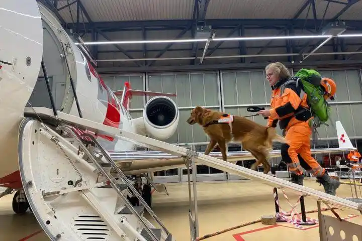 HÉROES PELUDOS: llegan decenas de perritos rescatistas a Siria y Turquía (+Fotos)