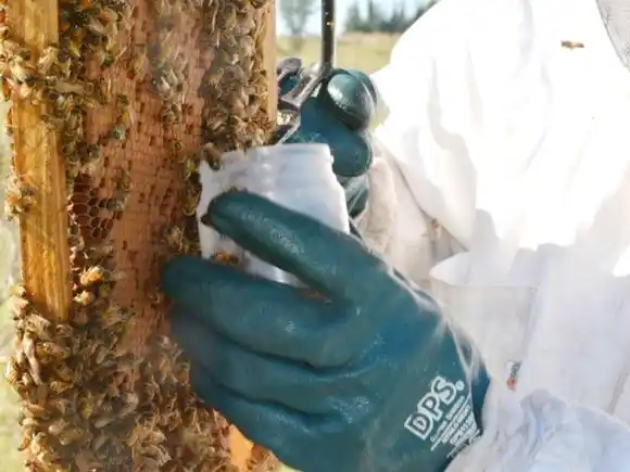 El mal olor y crías salteadas, son los signos vitales de la Loque Americana