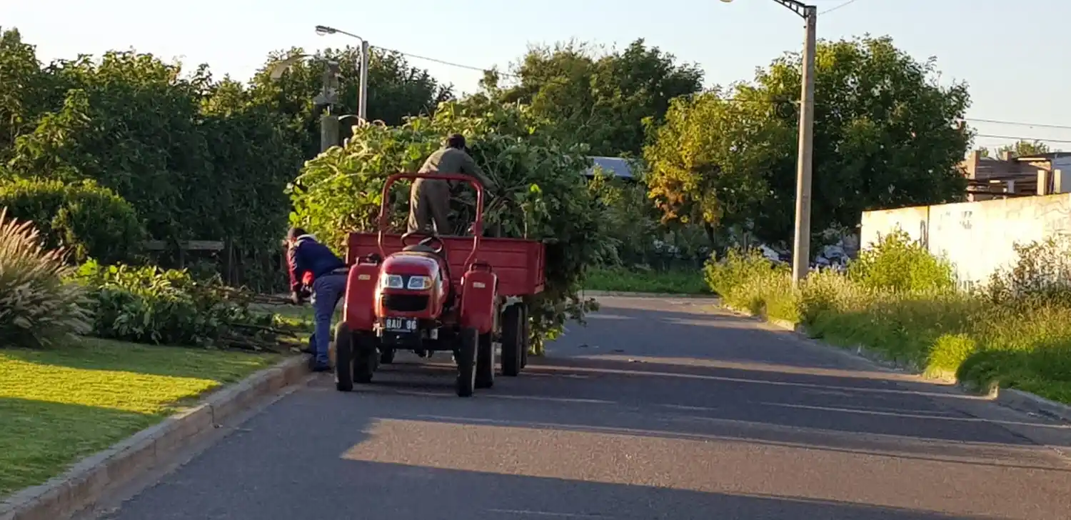 Para evitar robos en el boulevard, cortan higuerillas 