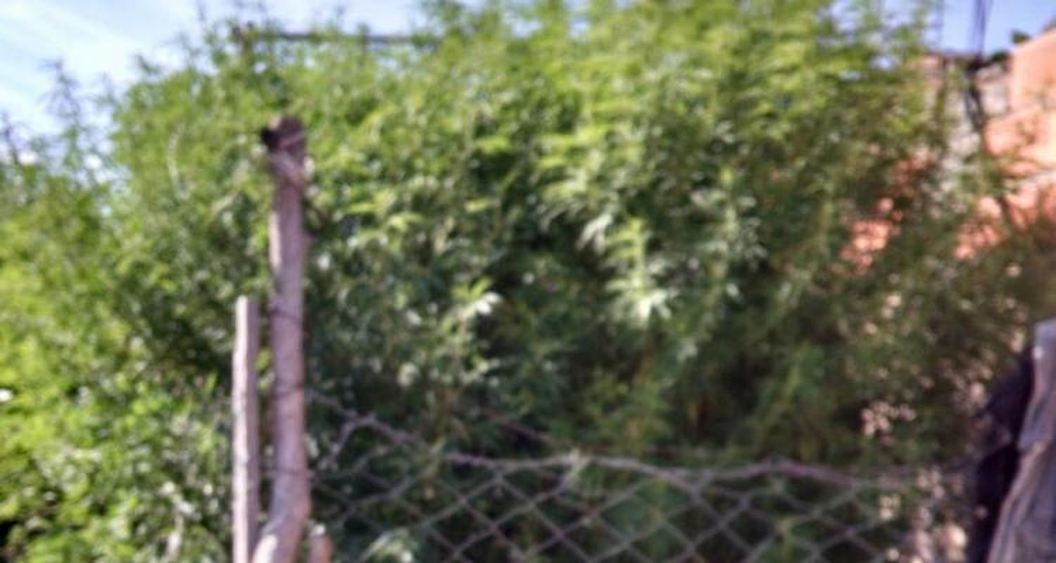 Buscaban armas y encontraron plantas de marihuana