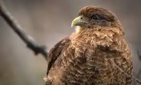 Gonzalez y chimangos