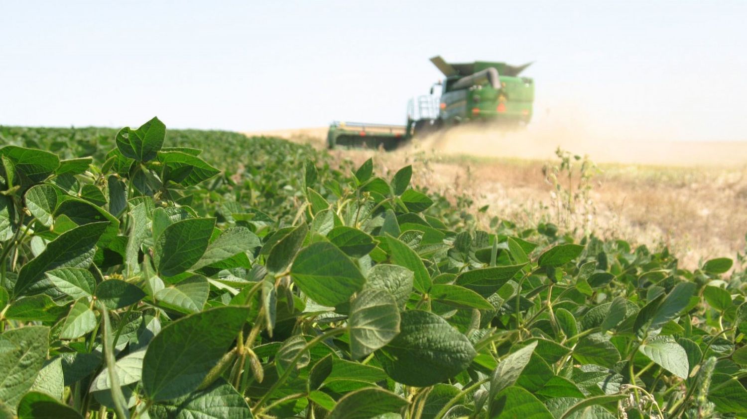 Por clima seco: Recortan 4 millones de toneladas  la proyección de producción de soja