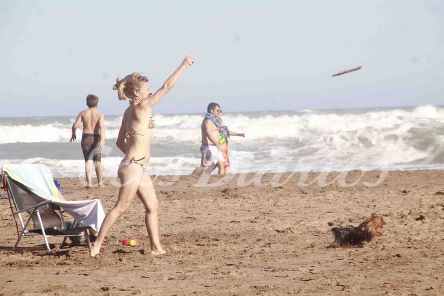 Playa en familia: cómo y dónde llevar las mascotas
