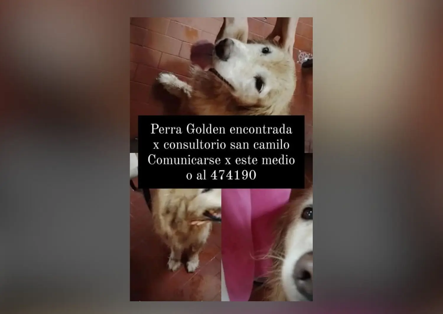 Solucionado: Encontraron una perra Golden y buscan a sus dueños