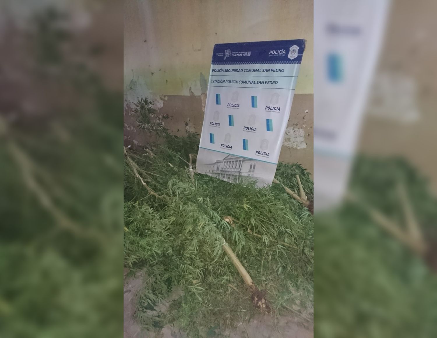 Villa Igoillo: conflicto familiar por cuatro plantas de marihuana