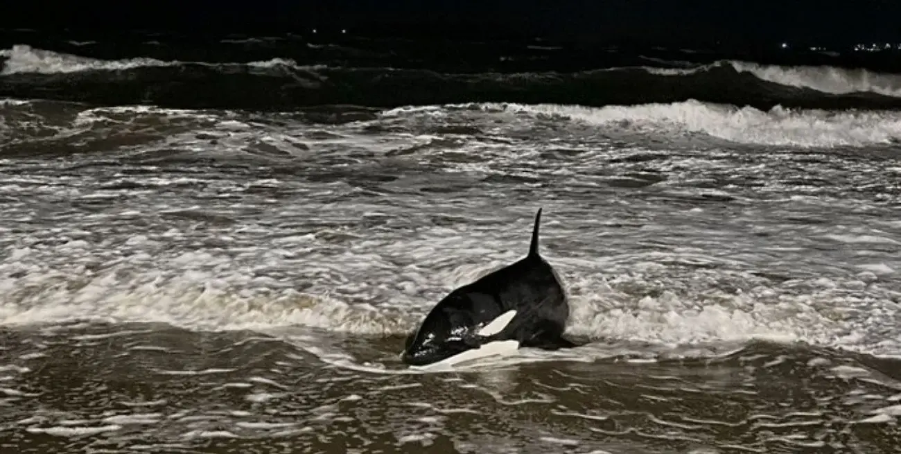 Rescate de orca varada en Punta del Este: operativo contrarreloj para salvar al cetáceo