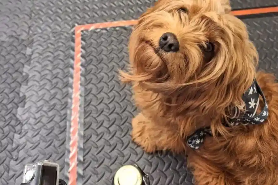 Los perros pueden oler el estrés humano y tomar decisiones más o menos optimistas