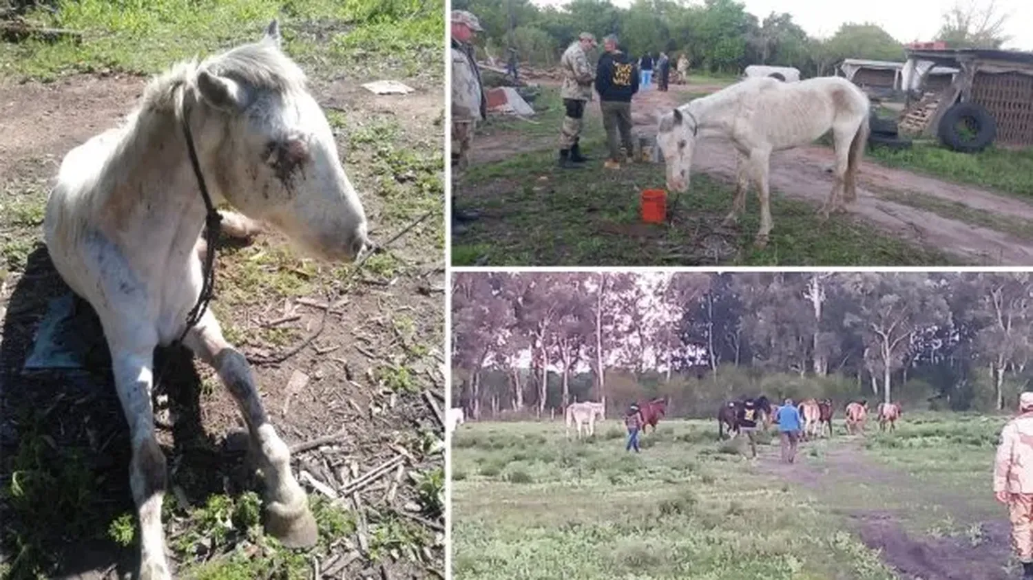 San José: secuestraron cuatro caballos en deplorable estado