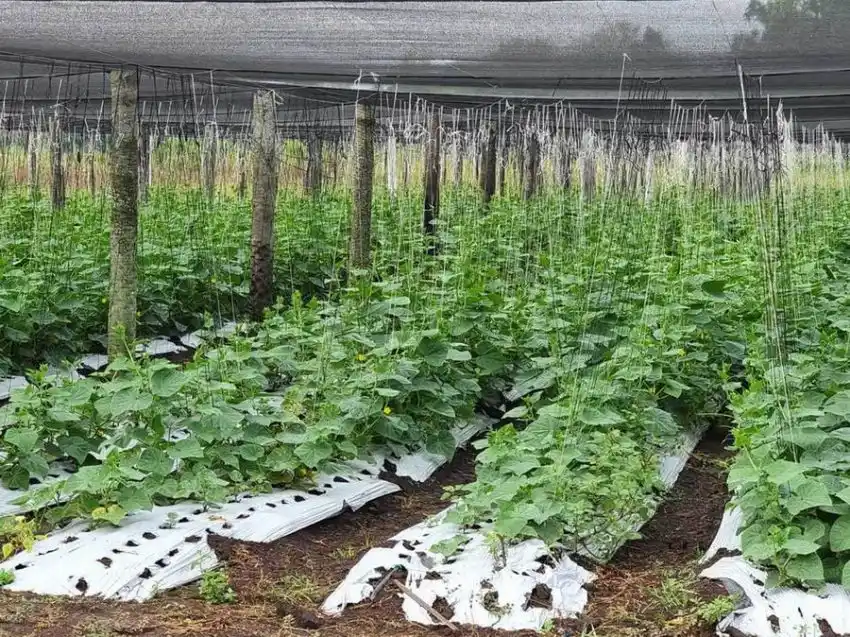 Aseguran que el Plan Nutrir “dignifica la mesa de las familias formoseñas”