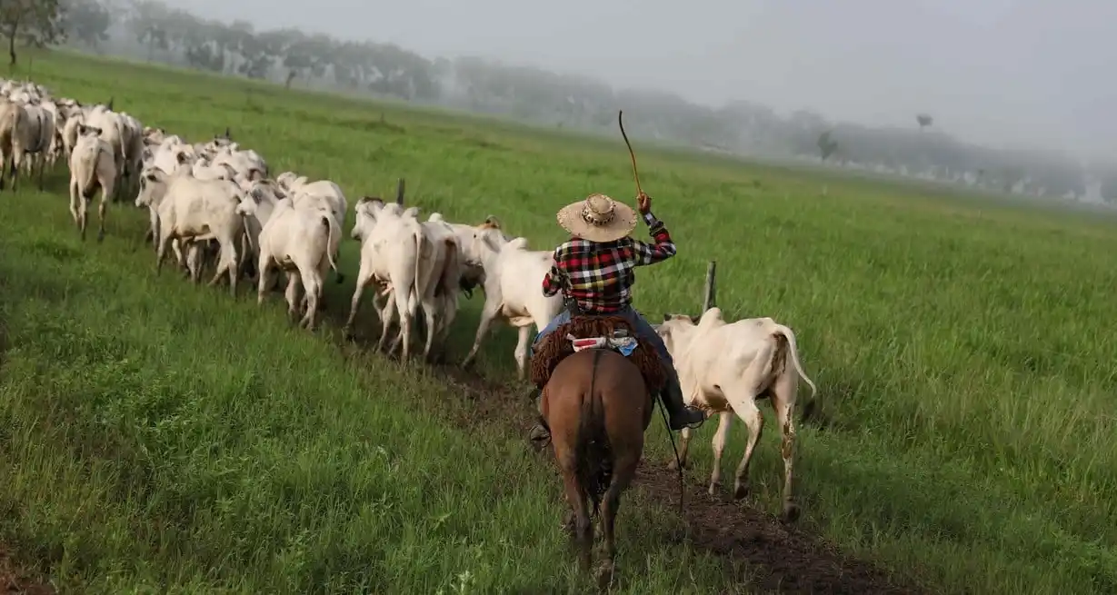 Murieron de frío unos 3 mil bovinos en el sur de Brasil