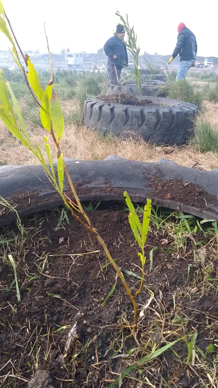 Plantan árboles del Vivero de Claromecó en el predio de separación de residuos