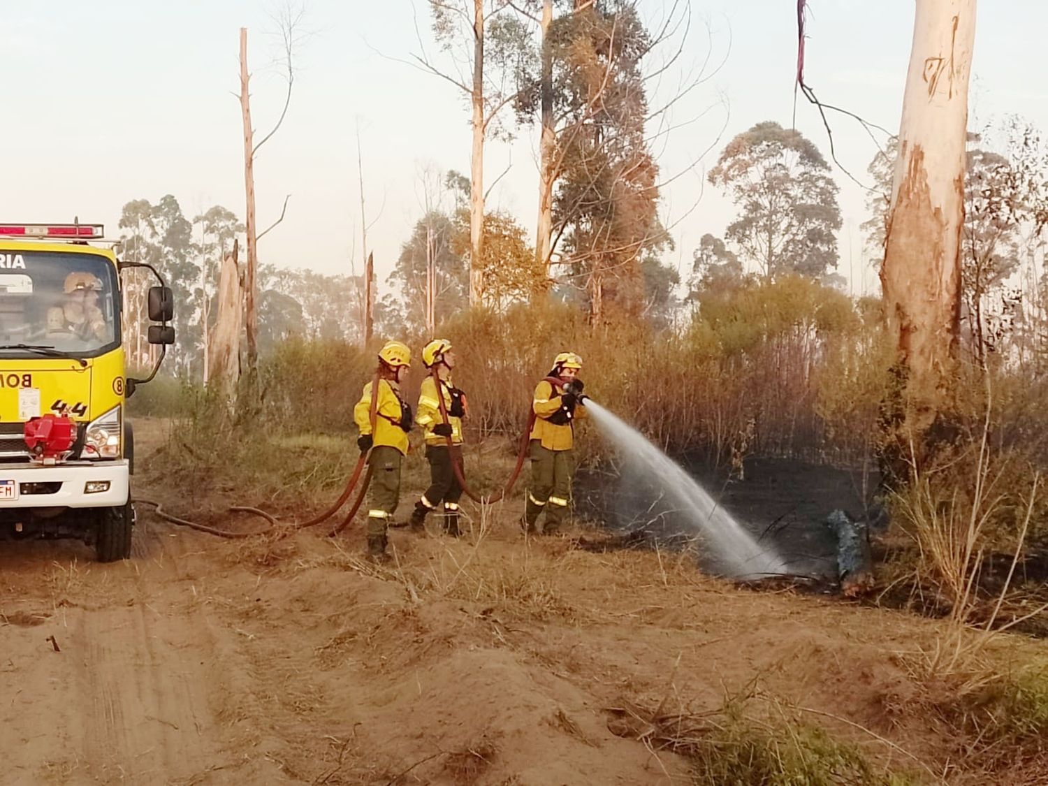 Incendios forestales: el impacto de la acción humana y las condiciones climáticas