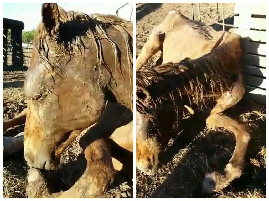 Impactante video: Denuncian a la Policía Bonaerense por maltrato de caballos