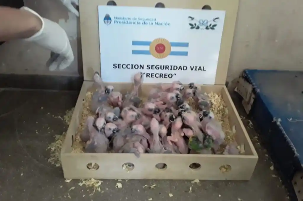 Rescatan 154 ejemplares de loro hablador en el norte de Santa Fe