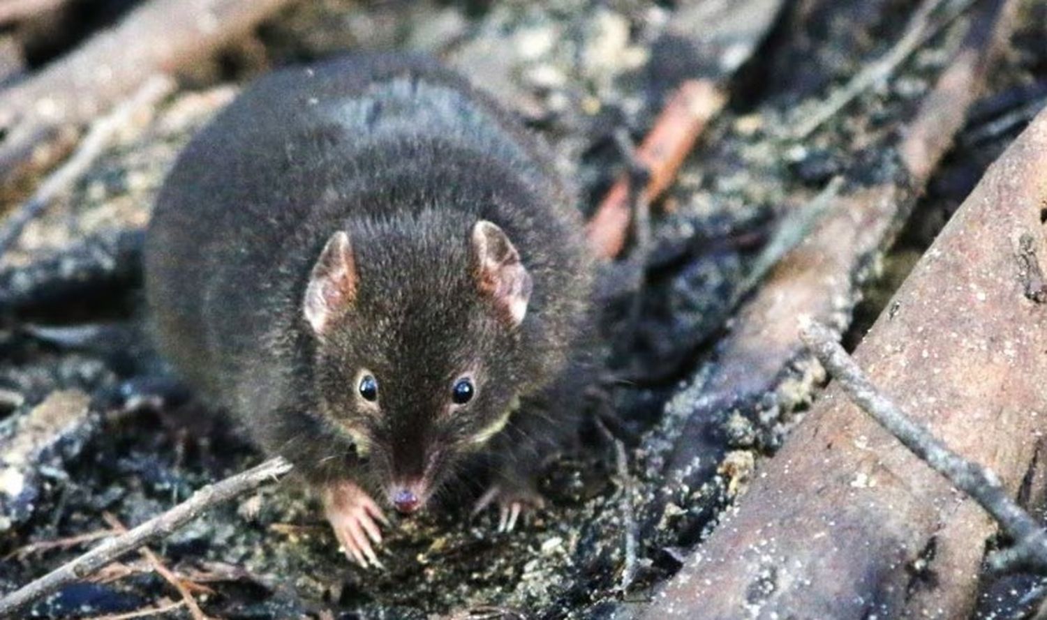 Las 13 especies de antequino que se conocen habitan principalmente en Australia y Tasmania.