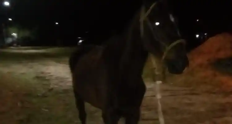Operativos de tránsito: Secuestraron motos, un auto y caballos