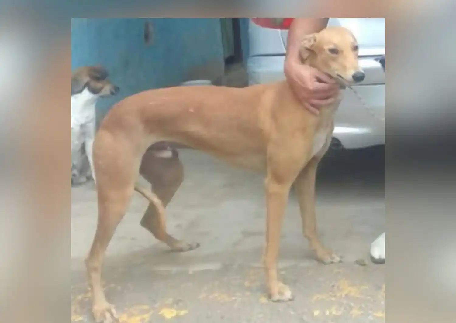Buscan a galgo perdido en paraje Beladrich