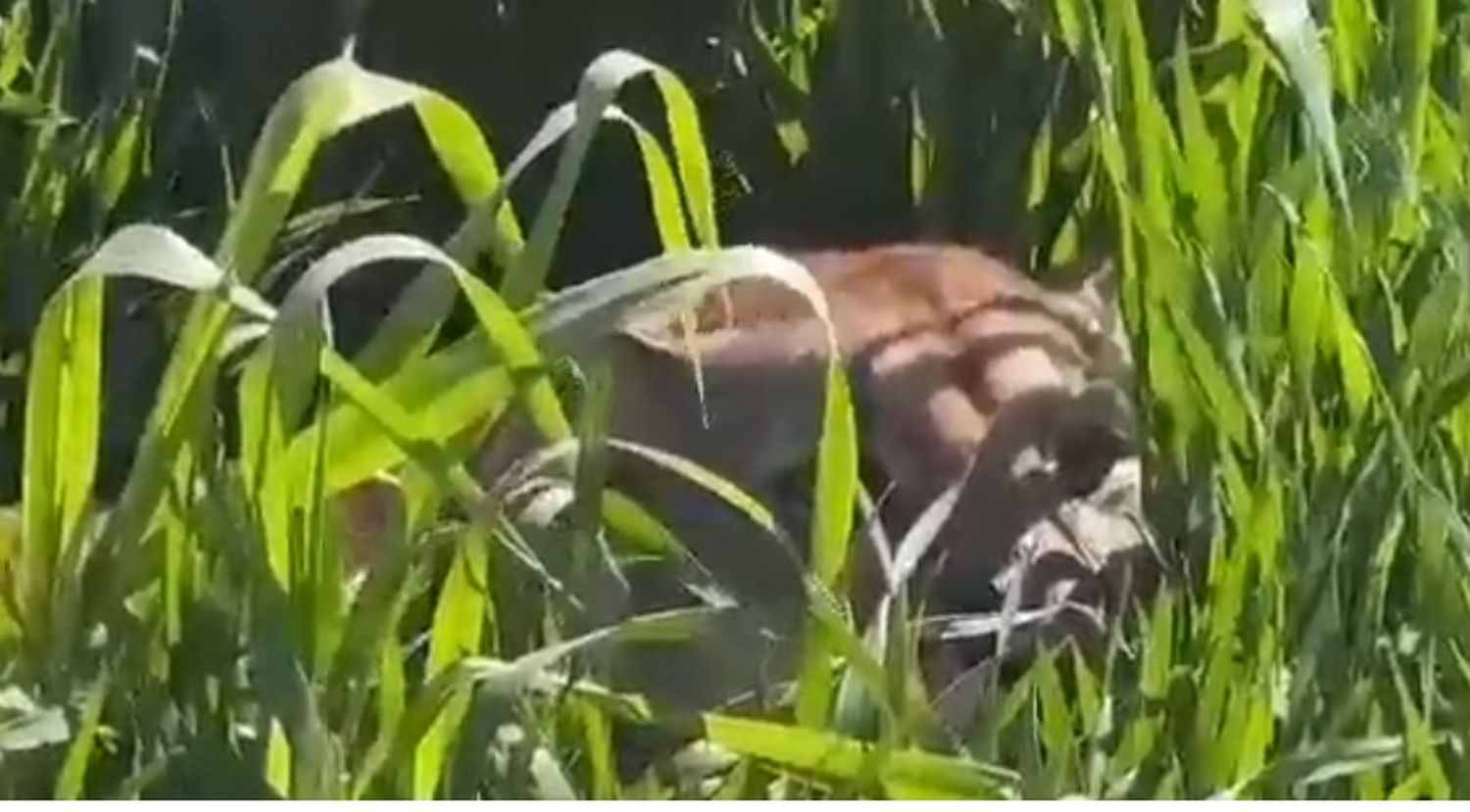 Puma en cercanías de Gualeguay