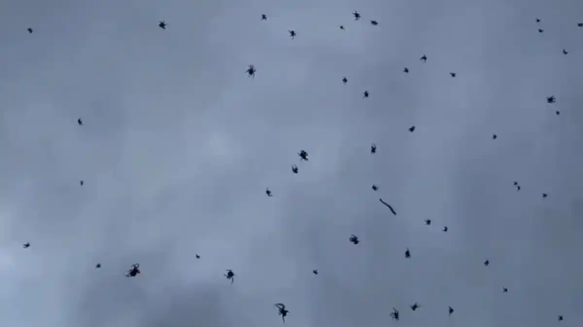 IMPRESIONANTE lluvia de arañas en Brasil (+Video)