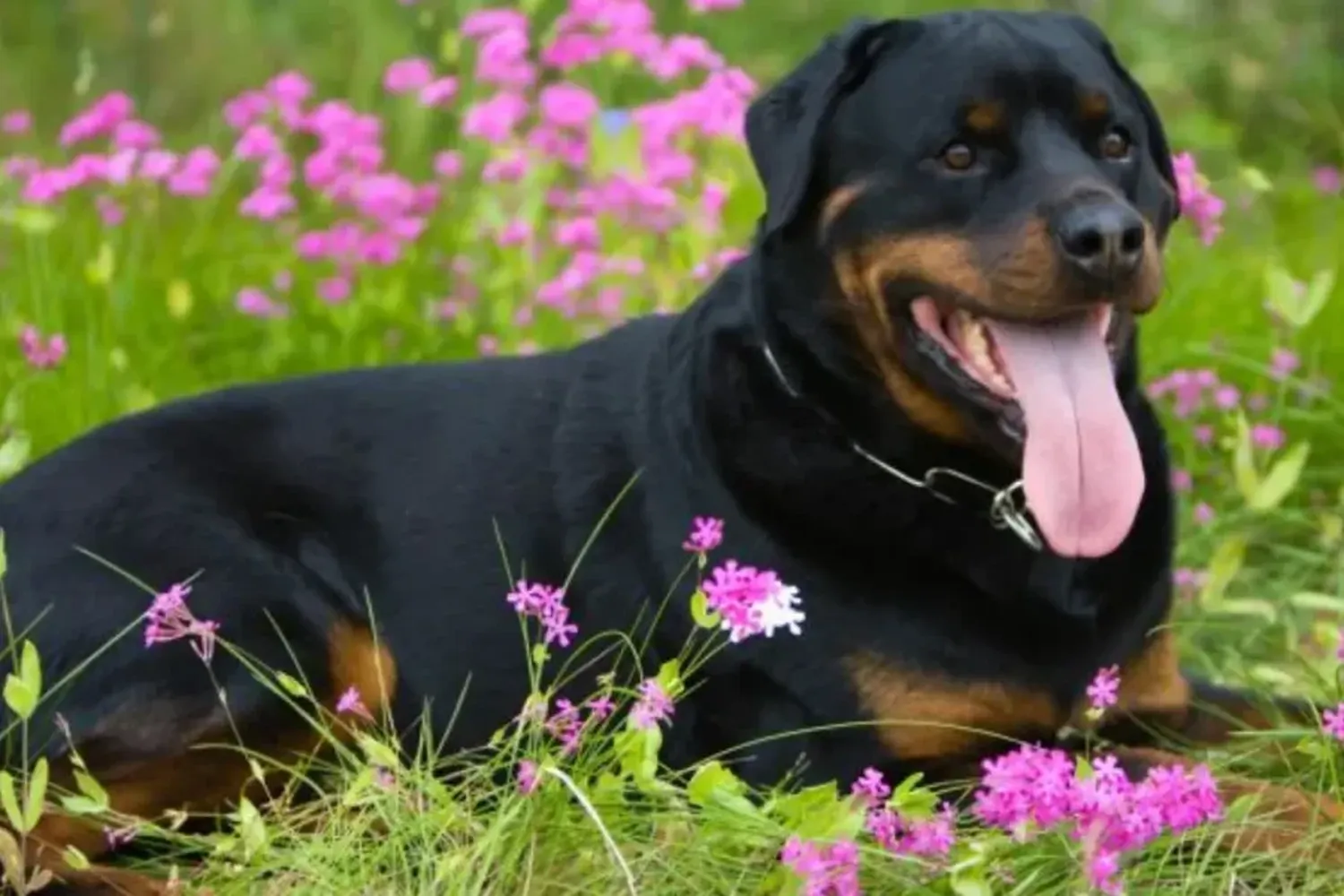 Conmoción en Córdoba: una nena de 3 años está hospitalizada luego de ser atacada por un perro rottweiler