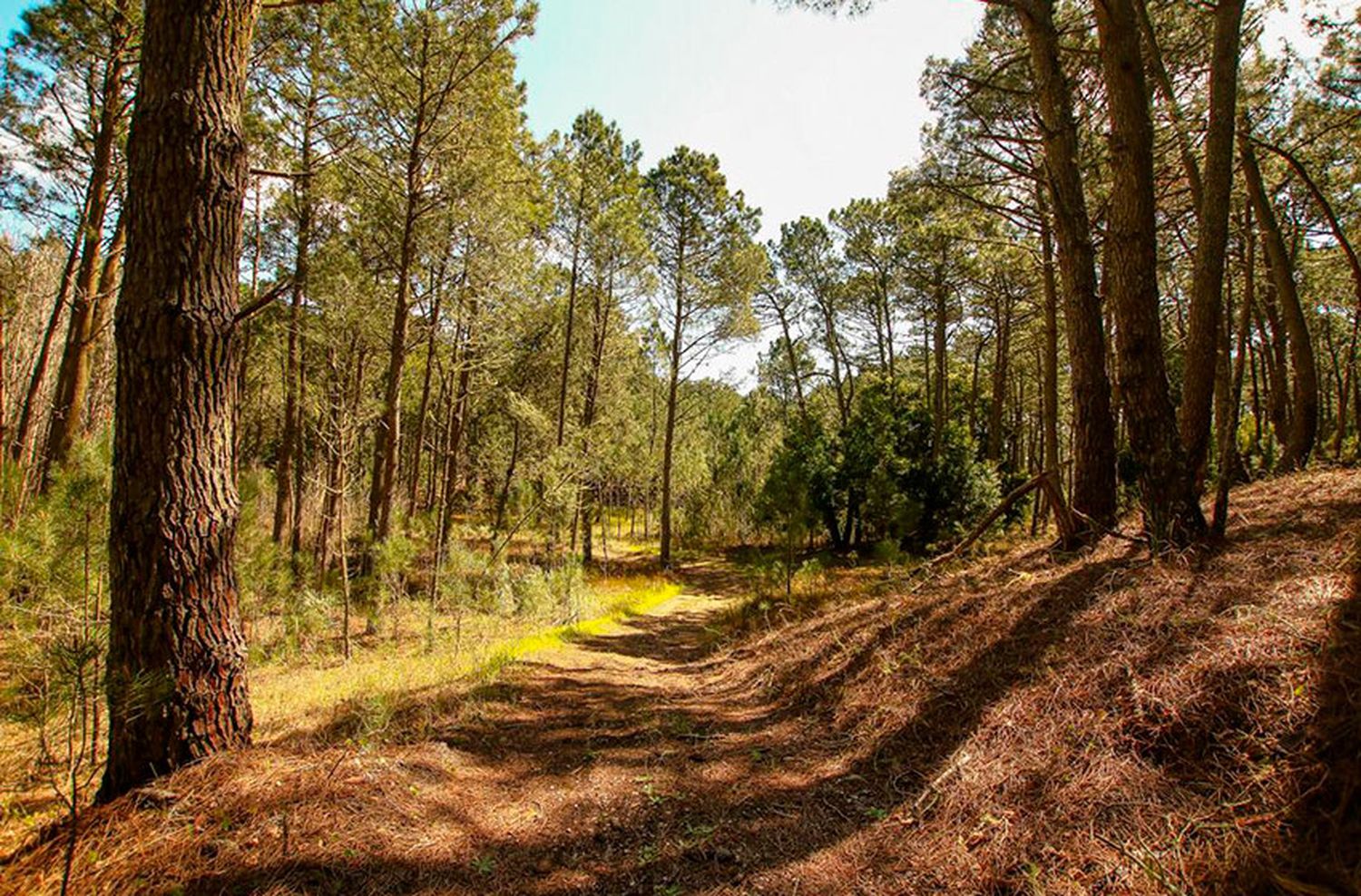 Ya funciona el esperado Plan Director urbanístico en Cariló