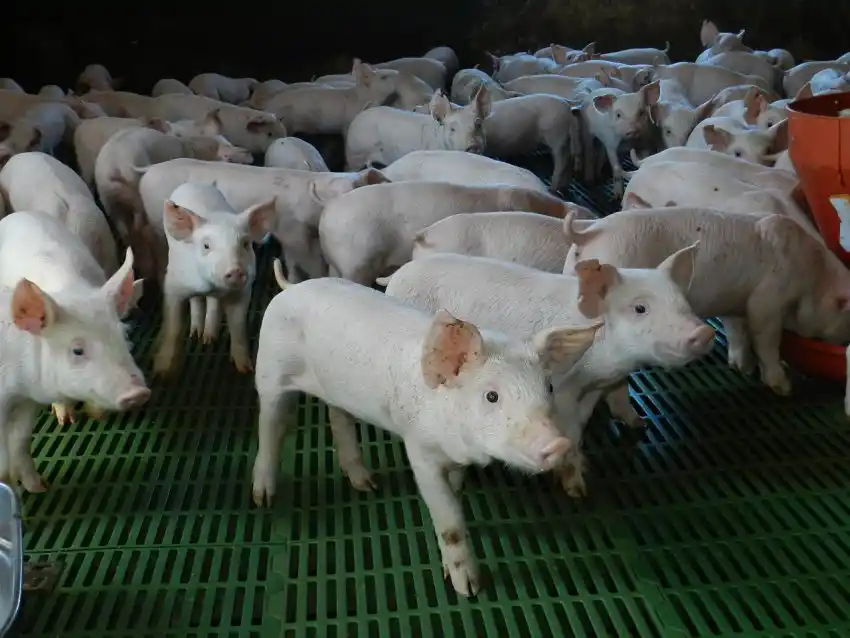 Trabajos para formalizar y fortalecer la sanidad de la cadena porcina formoseña