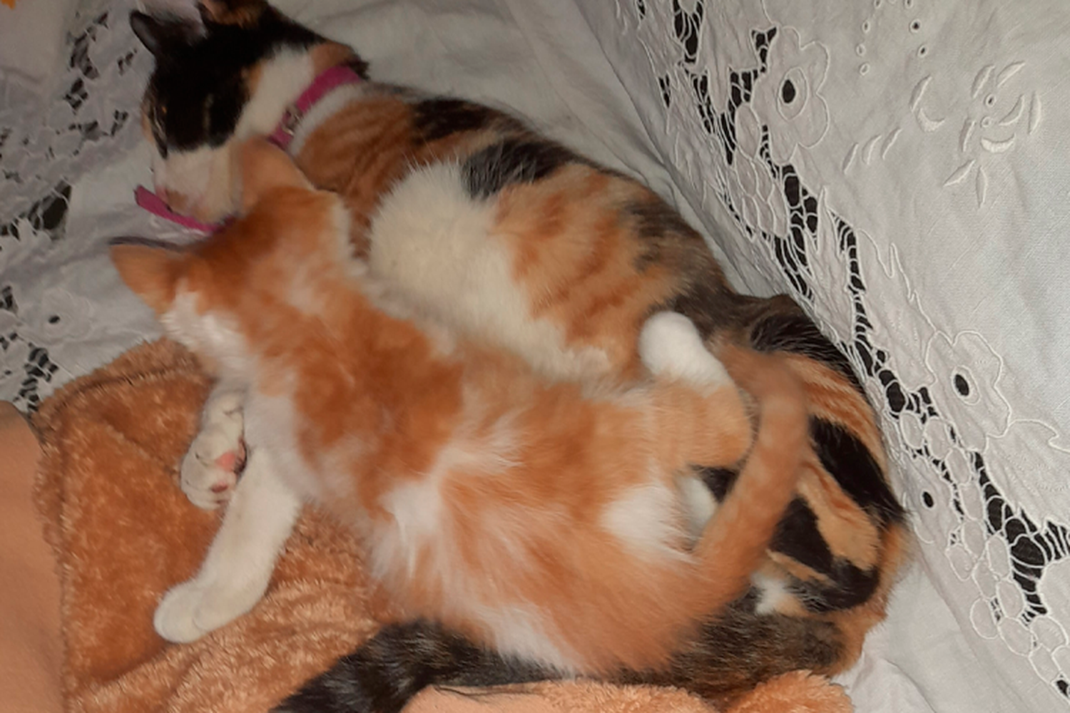 Encontraron a Manchita y ya está con su bebé
