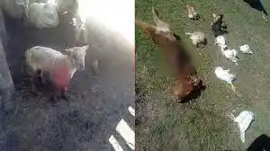 Perros cimarrones mataron varios animales: acumula pérdidas por más de $200.000