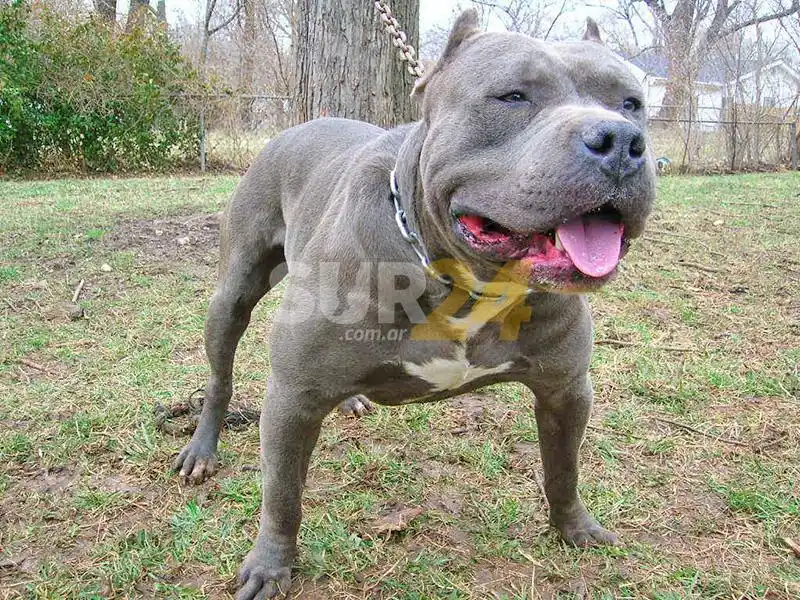 Nuevo ataque de Pitbull: la victima tiene 7 años y está internada