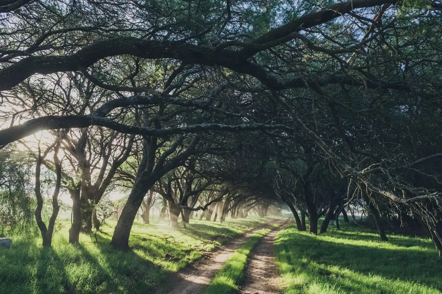 Los cinco tipos de bosques nativos bonaerenses