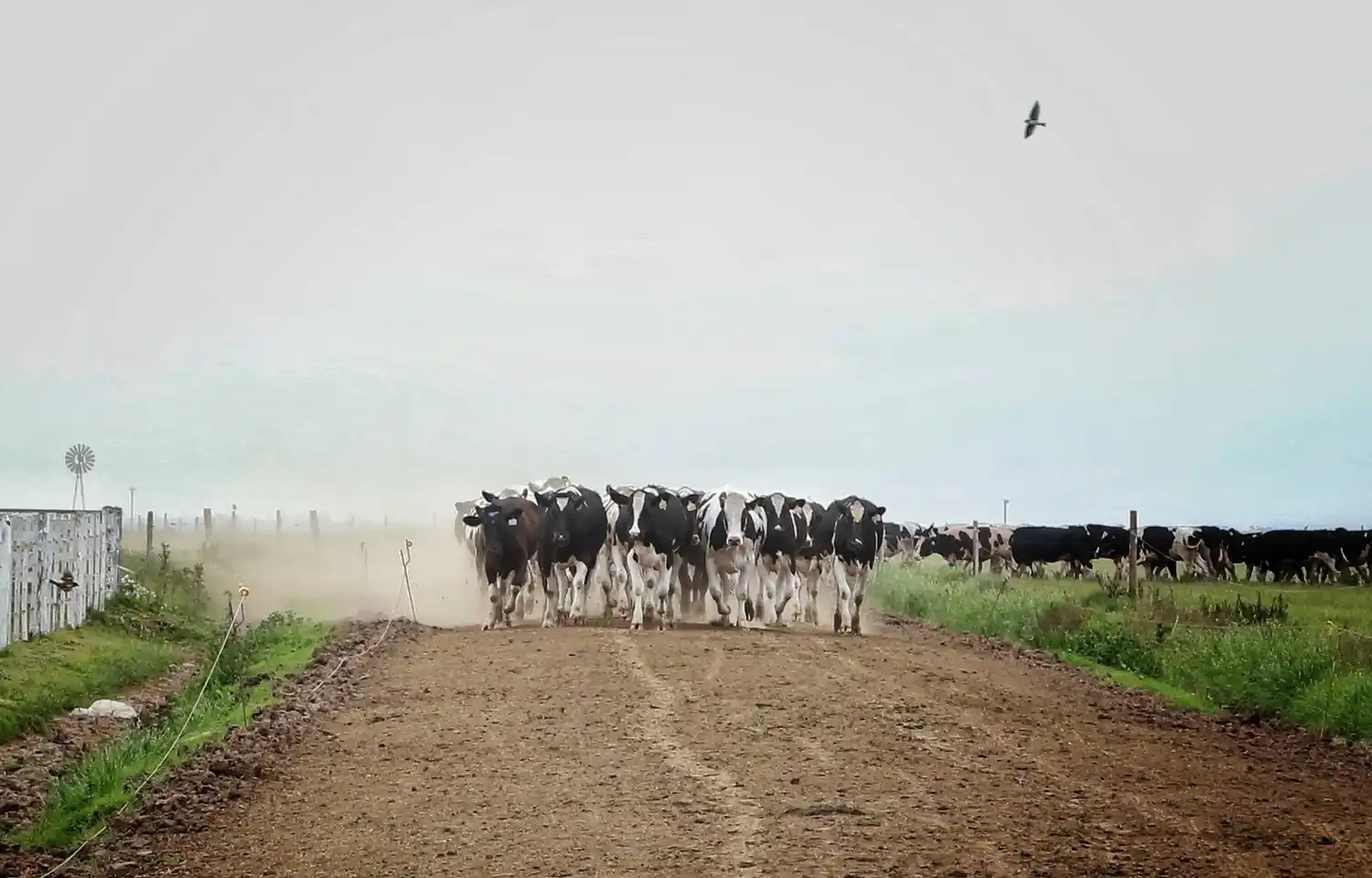 La cadena láctea santafesina marca el rumbo de la generación de divisas y el desarrollo territorial