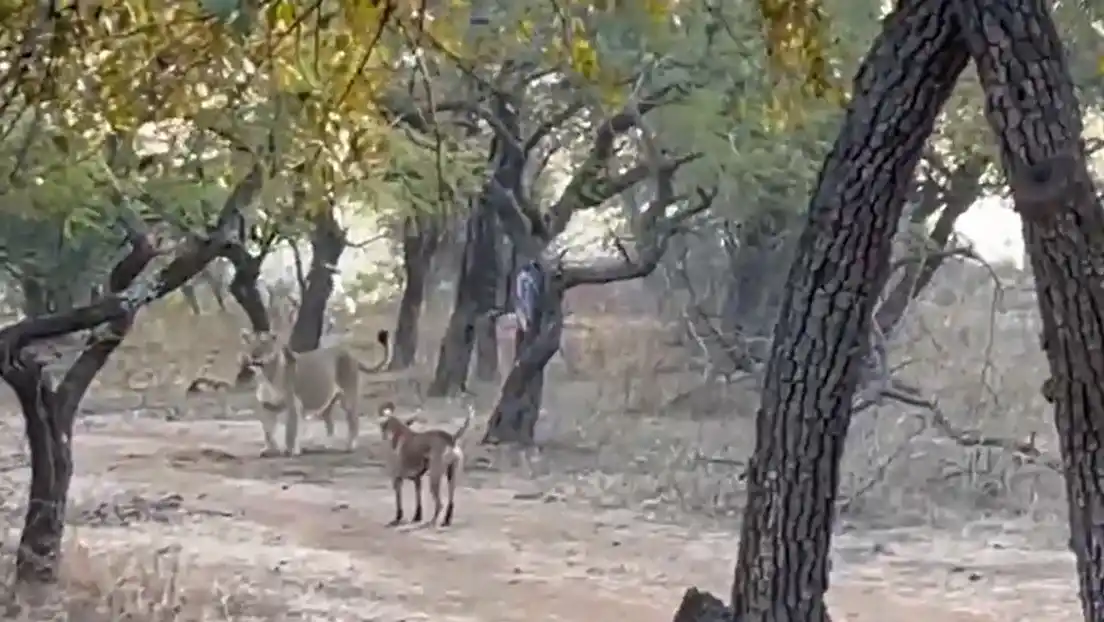 Viral: perro callejero se enfrenta a una leona y sale victorioso. VIDEO