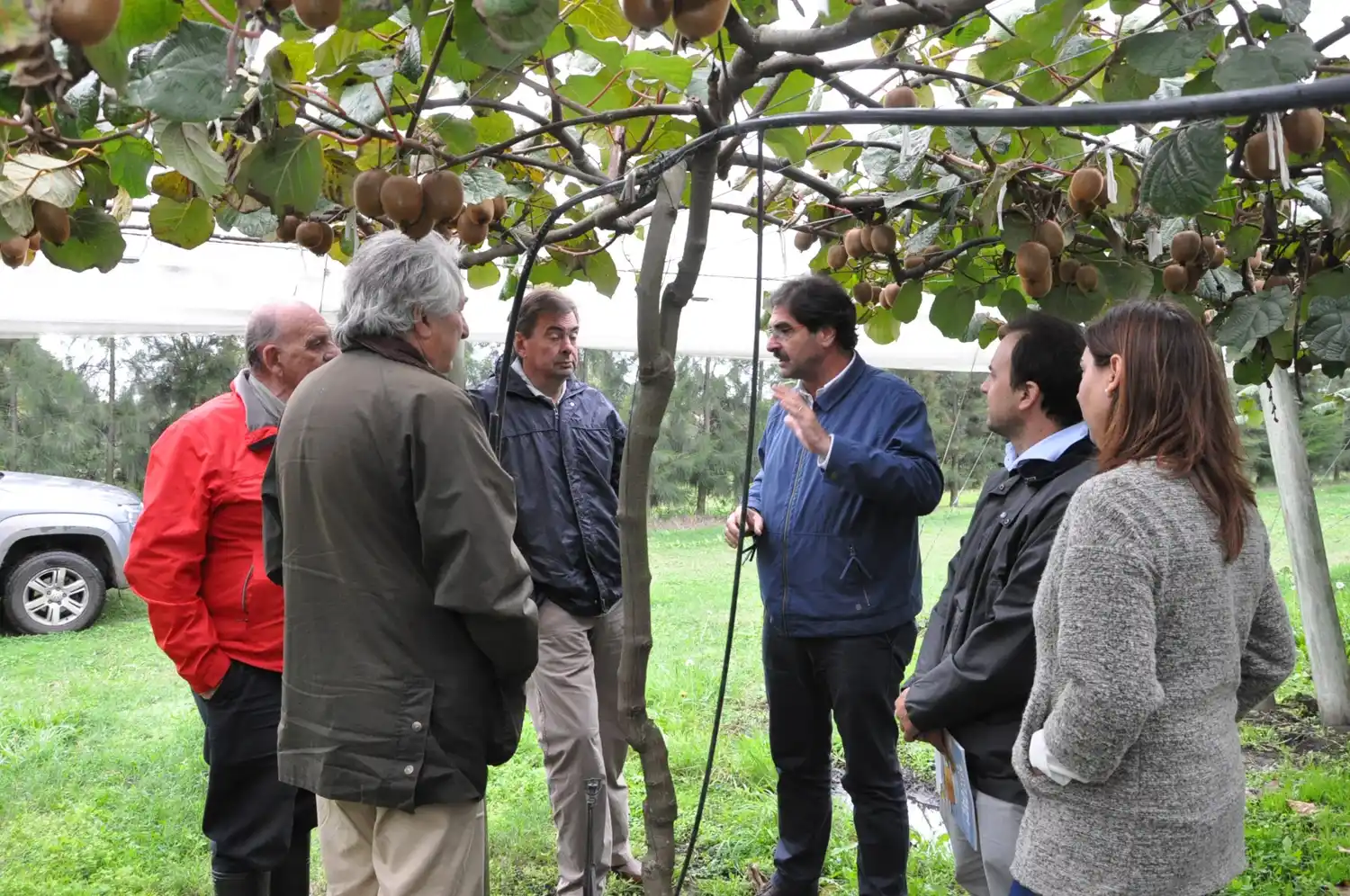 Empresa bonaerense exportará diez contenedores de kiwi, un cultivo no tradicional en el país