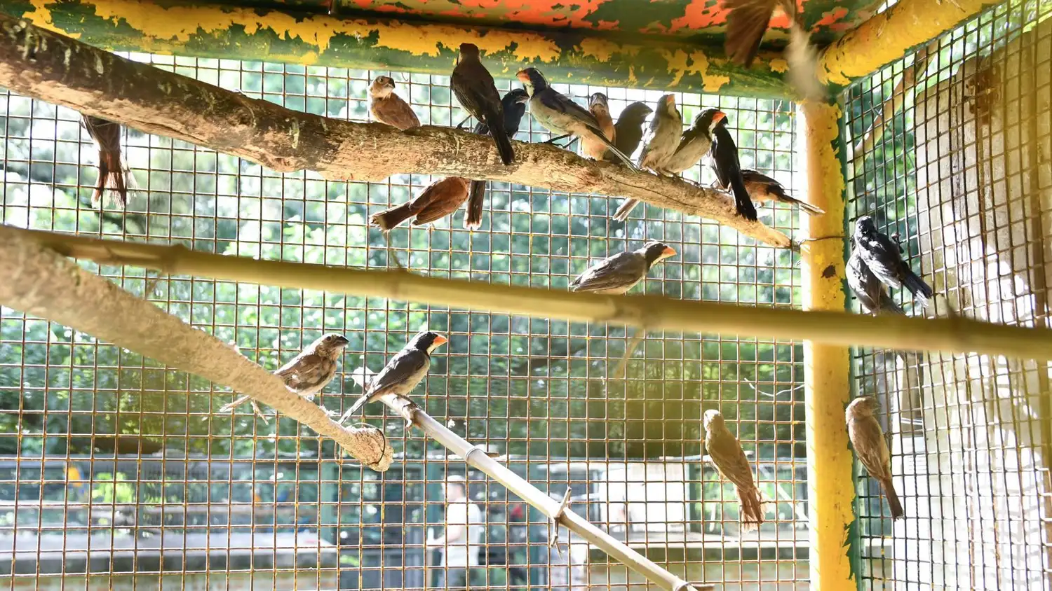 Tortugas y loros habladores: decomisaron más de 500 animales silvestres en Ruta 34 - 4