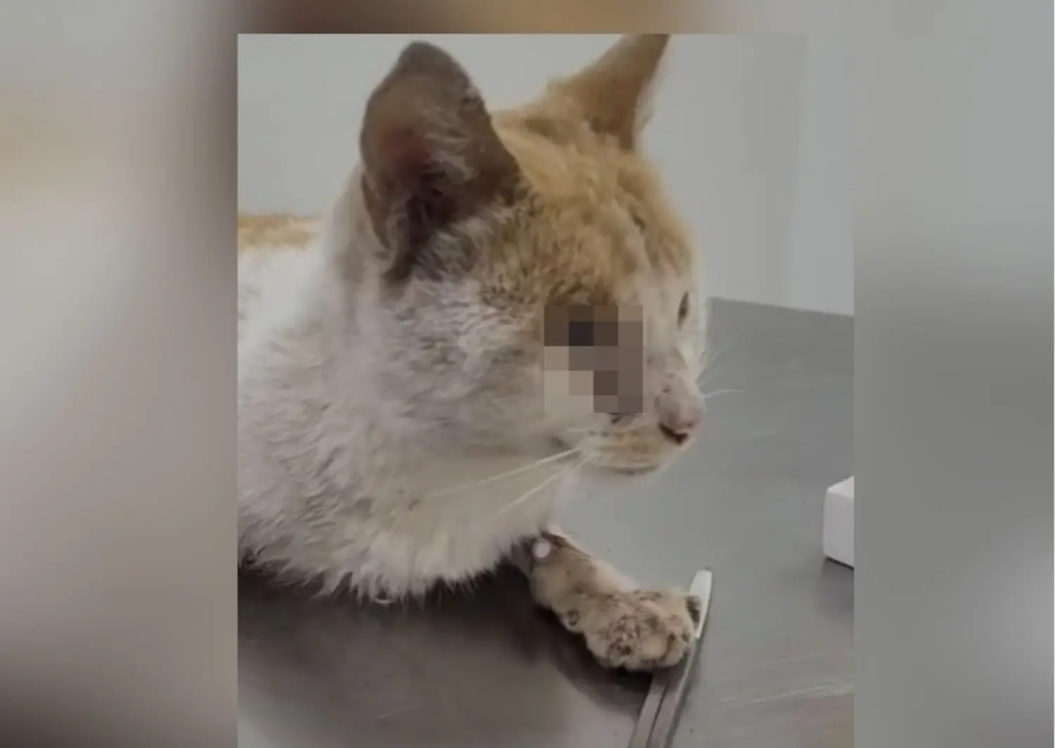 Ángel sufrió un politraumatismo y deben amputarle una de sus patitas.
