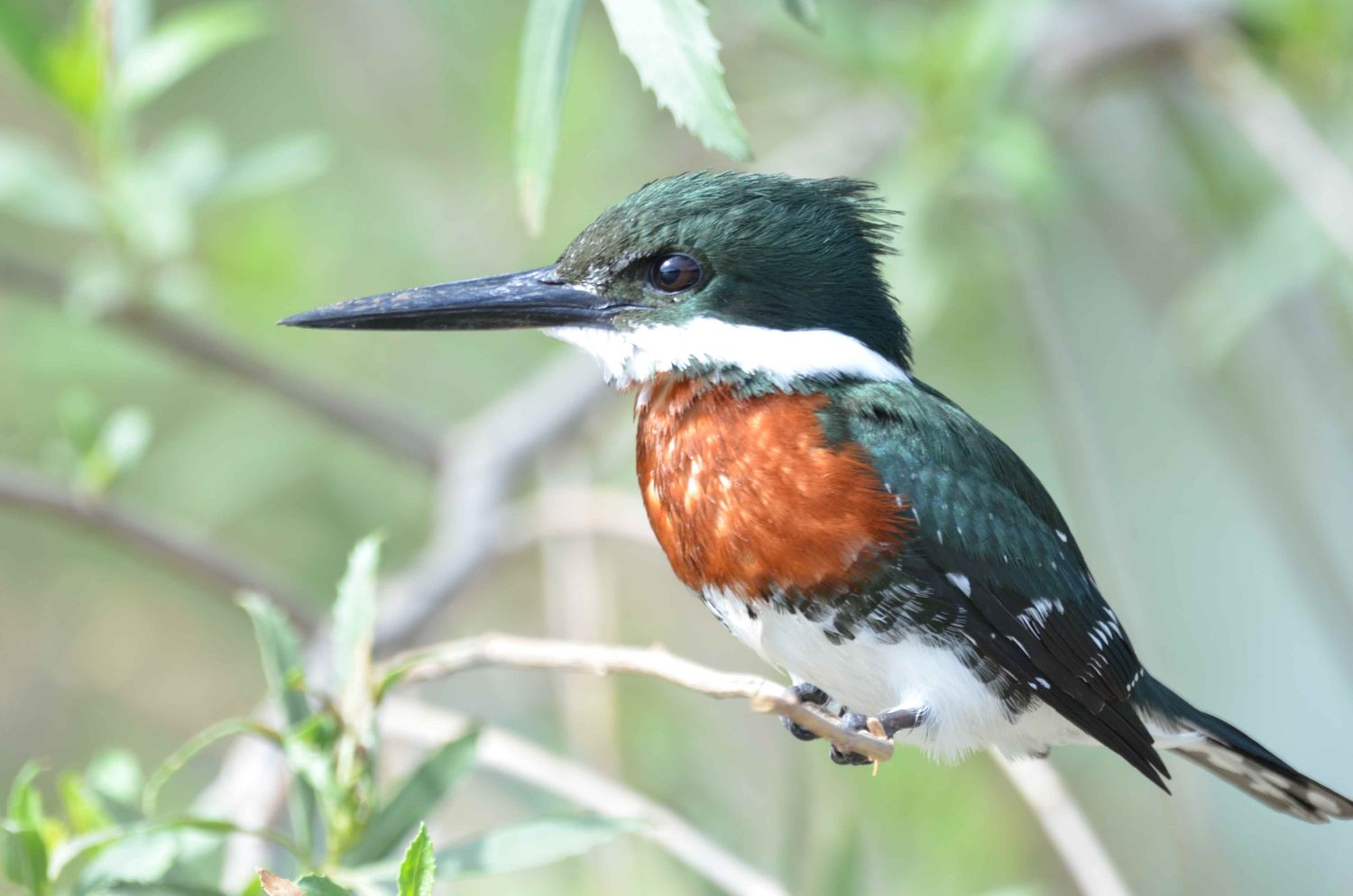 fauna parque nacional ansenuza