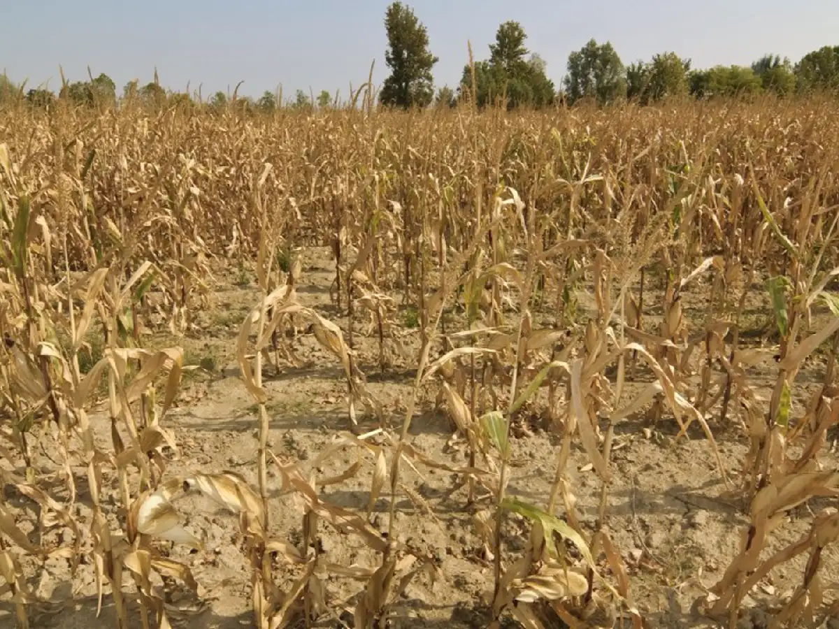 Piden extender la emergencia agropecuaria a todo el territorio santafesino