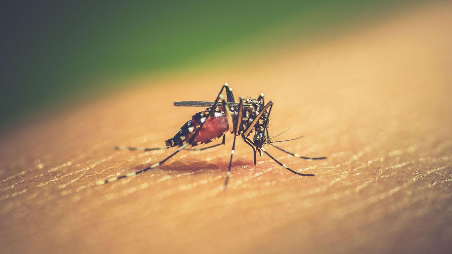 El Dengue en su momento más crítico: siguen aumentando los casos en Gualeguaychú