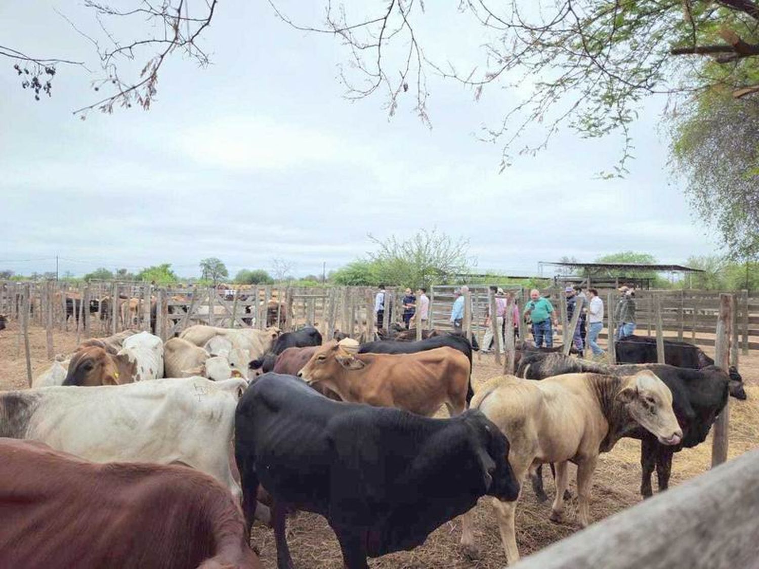 Exitosa feria ganadera de invernada 
bovina en Ingeniero Juárez