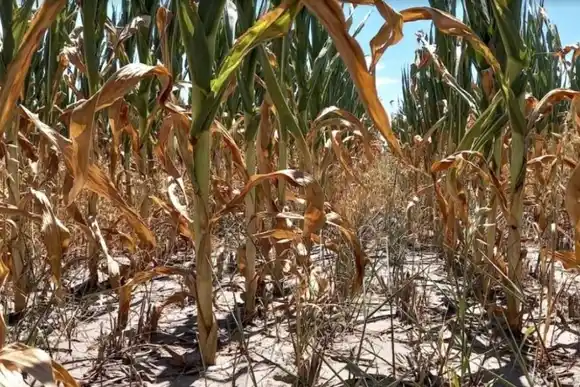 El norte provincial sufre las consecuencias de la sequía: "Hay productores sin agua y hay mortandad de animales"