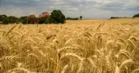 El stock de trigo es el más bajo en años