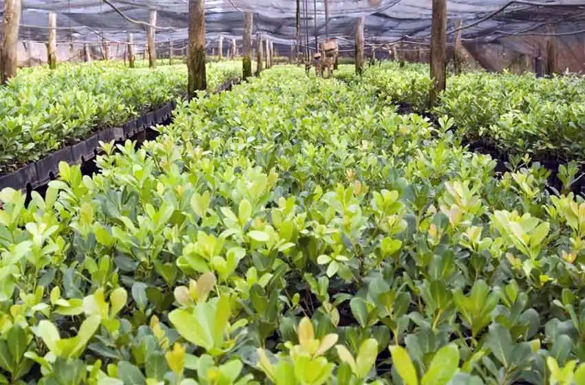 Le llegó el aumento a la yerba mate: algunas marcas ya venden el kilo a $100