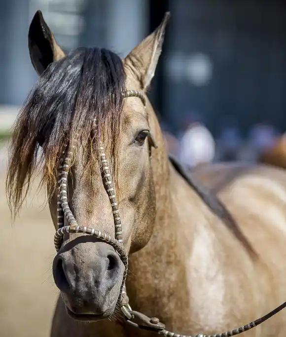 La municipalidad decretó la emergencia sanitaria ante el nuevo alerta de SENASA
