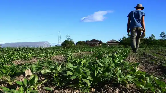 TRÁMITES MÁS SIMPLES y mantener exoneración de impuestos: lo que piden los productores del campo para no colapsar