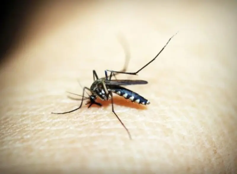 Dengue en Olavarría: Cuatro casos importados de Paraguay y Ciudad de Buenos Aires