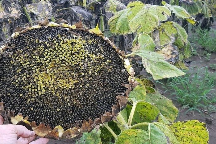 Girasol