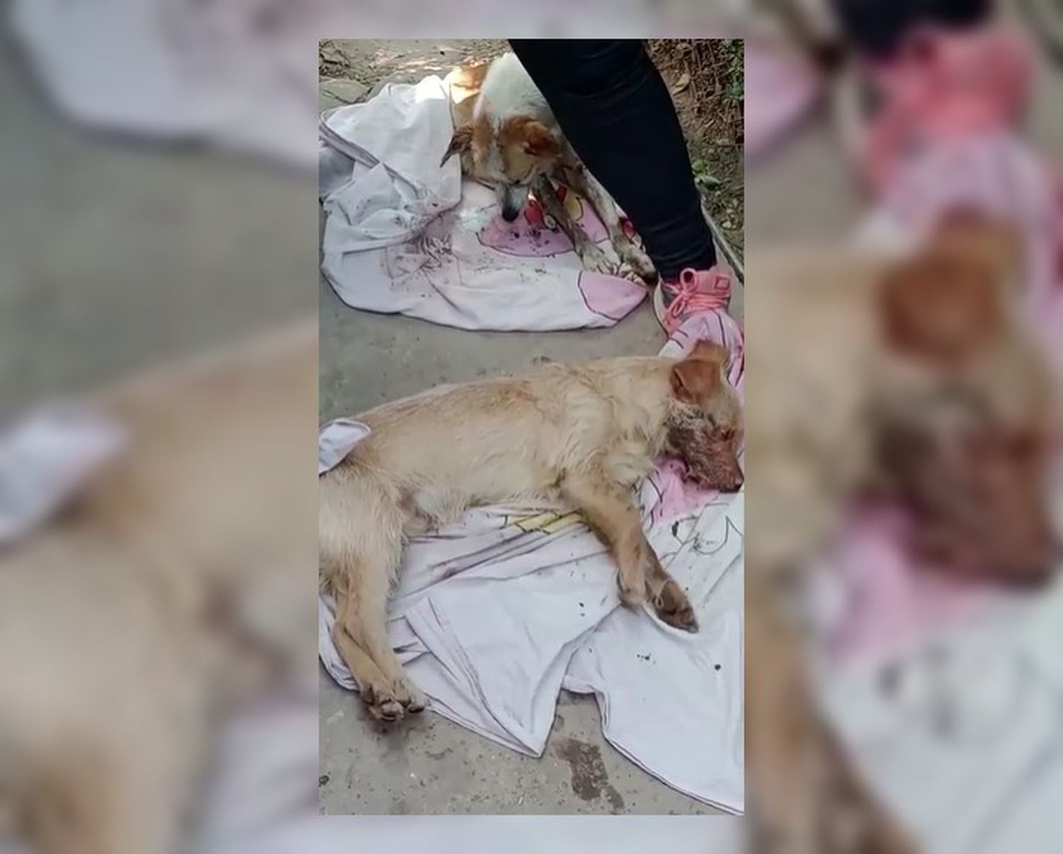 Advierten por envenenamiento de perros en diversos barrios: una veterinaria logró salvarles la vida a varios