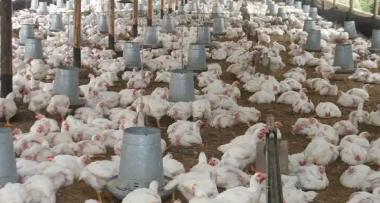 Aseguran que a productor de pollos le conviene más depositar la plata en el banco que invertir