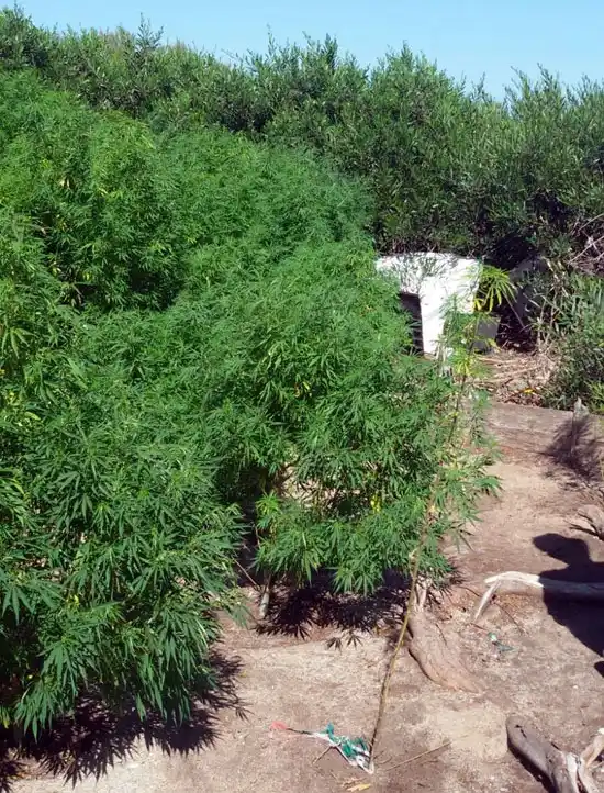 Descubren plantación de marihuana en el fondo de una casa de Quequén