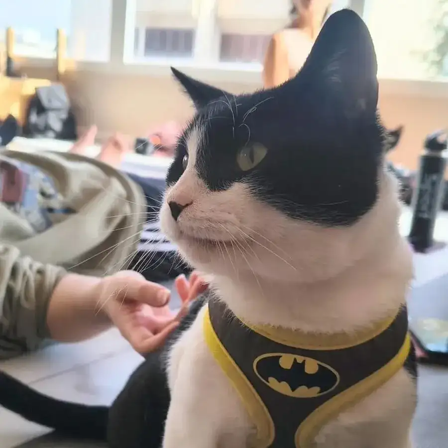 gato